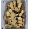 China fresh ginger factory supply washed yellow ginger export